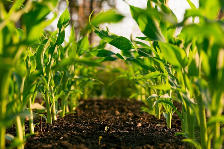 Jak założyć własny ogród warzywny – poradnik dla początkujących Photo Vegetable garden