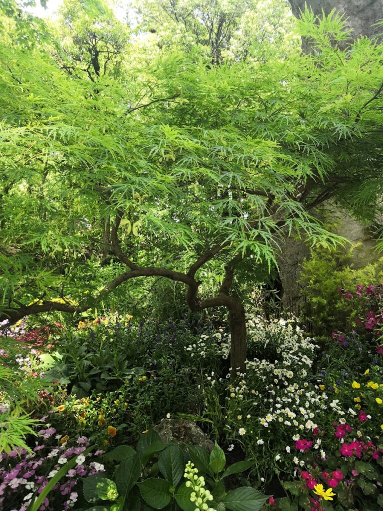 Jakie drzewa warto posadzić w ogrodzie, by cieszyć się ich cieniem latem? Photo "What trees are worth planting in the garden to enjoy their shade in the summer?"