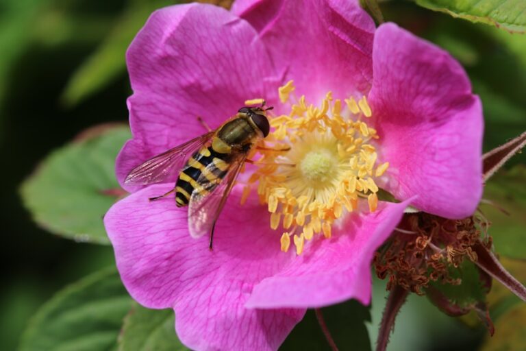 Rośliny miododajne – jak przyciągnąć pszczoły do ogrodu? Photo "Honey plants – how to attract bees to the garden?"
